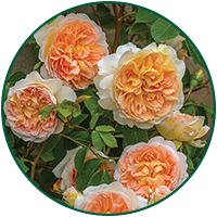 GPT Bathsheba