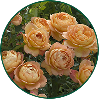 GPT Lady of Shalott