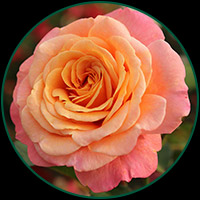 Peach melba