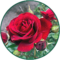 Royal red