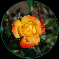 Samba
