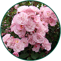 Heavenly pink