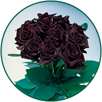 Black Baccara