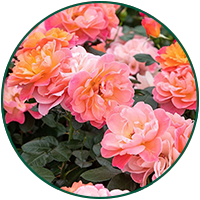 Sugar candy rose