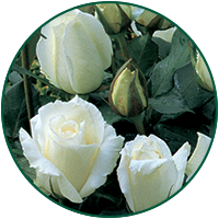 Blanche de Blanche