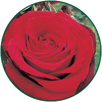 Rouge et Noire